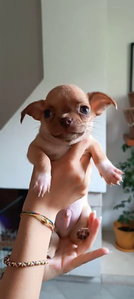 Cuccioli di chihuahua  | Foto 0