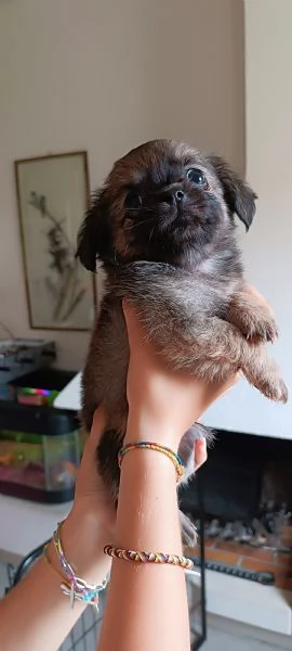 Cuccioli di chihuahua 