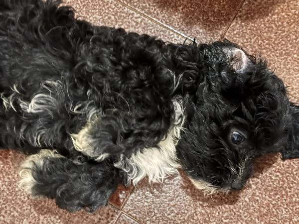 Cuccioli di Cava Poo