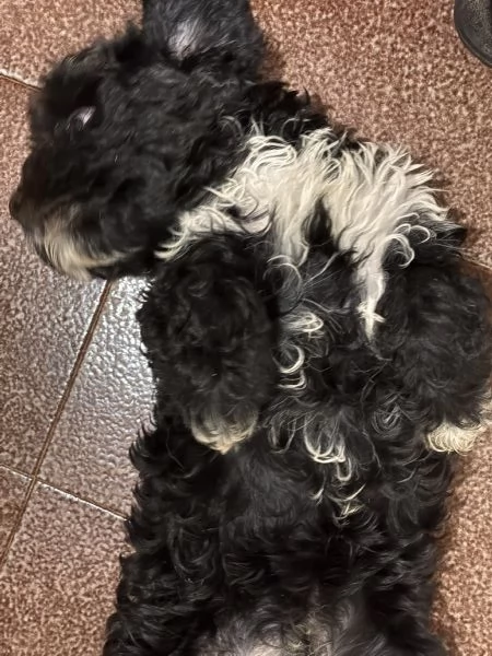 Cuccioli di Cava Poo | Foto 4
