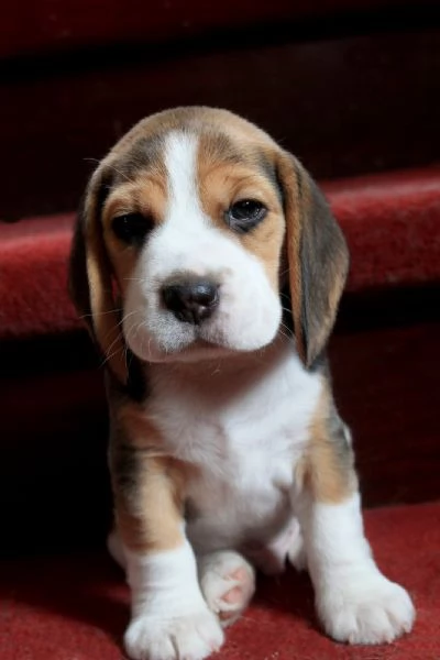 Beagle  Beagle maschi e femmine | Foto 0