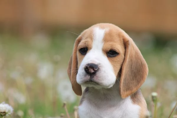 Beagle  Beagle maschi e femmine