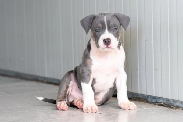 Cucciolo American Pitbull Terrier 