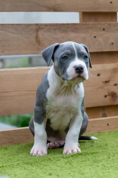 Cucciolo American Pitbull Terrier  | Foto 1