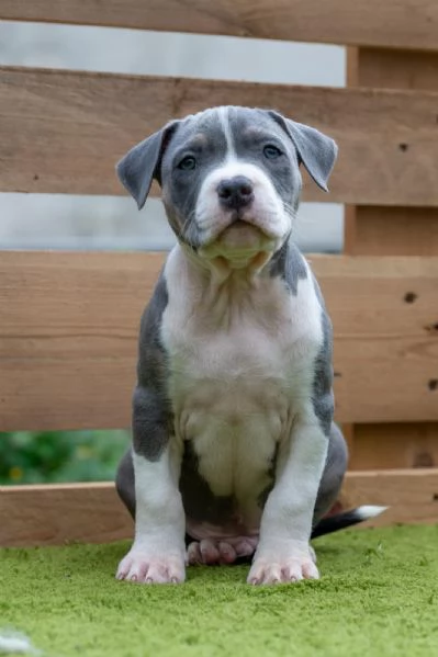 Cucciolo American Pitbull Terrier  | Foto 0