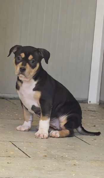 Tornata Disponibile per mancanza di serietagrave  Super cucciola di American Pitbull Terrier UKC