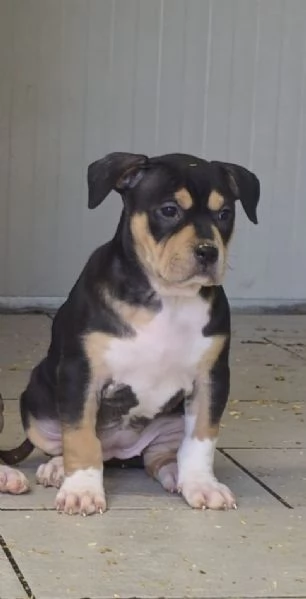 Tornata Disponibile per mancanza di serietagrave  Super cucciola di American Pitbull Terrier UKC | Foto 1