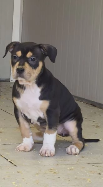 Cucciola American Pitbull Terrier UKC con pedigree ACCP disponibile  | Foto 0