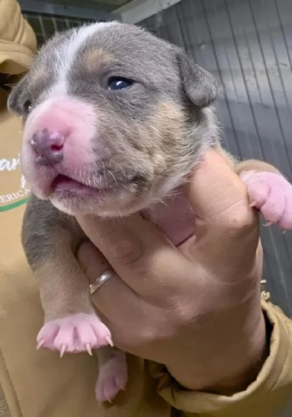 American Pitbull Terrier UKC  Cuccioli da Allevamento SANTUCCIS Kennel con Pedigree ACCP