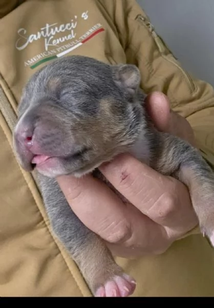  American Pitbull Terrier UKC  Cuccioli da Allevamento SANTUCCIS Kennel con Pedigree ACCP | Foto 3