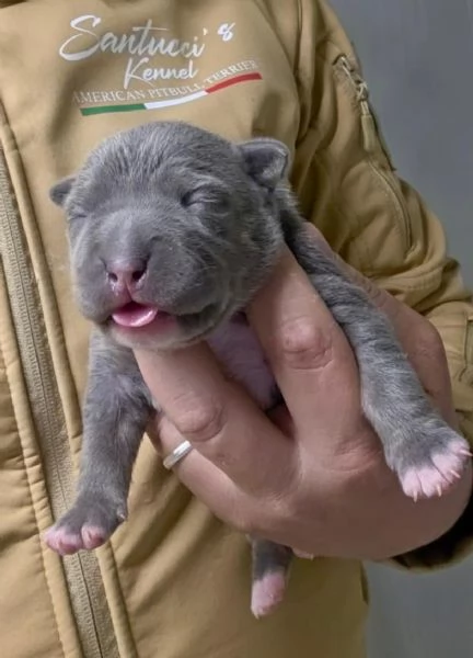  American Pitbull Terrier UKC  Cuccioli da Allevamento SANTUCCIS Kennel con Pedigree ACCP | Foto 2
