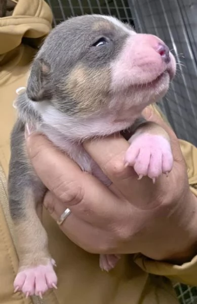  American Pitbull Terrier UKC  Cuccioli da Allevamento SANTUCCIS Kennel con Pedigree ACCP | Foto 1