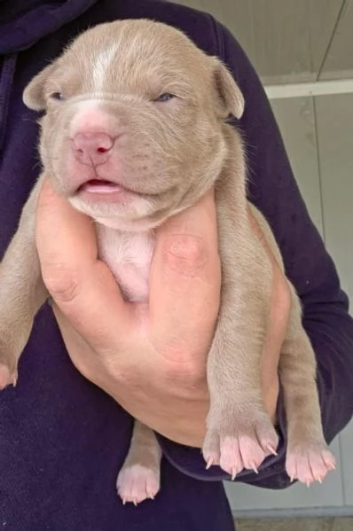  American Pitbull Terrier UKC  Cuccioli da Allevamento SANTUCCIS Kennel con Pedigree ACCP | Foto 0