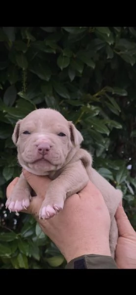 Cuccioli di American Pitbull Terrier | Foto 4