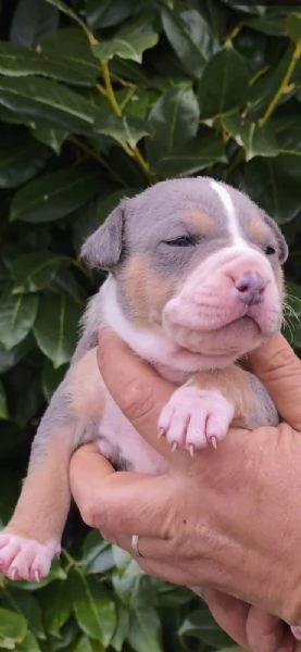 Cuccioli di American Pitbull Terrier | Foto 3