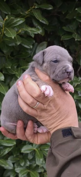 Cuccioli di American Pitbull Terrier | Foto 2