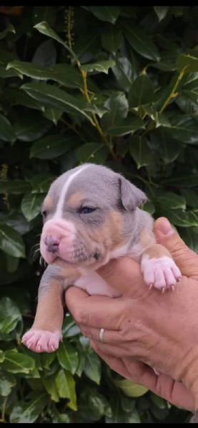 Cuccioli di American Pitbull Terrier