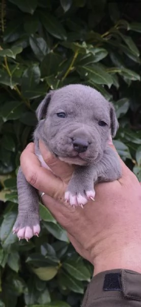 Cuccioli di American Pitbull Terrier | Foto 1