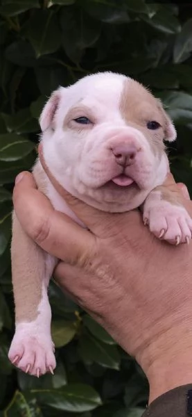 Cuccioli di American Pitbull Terrier | Foto 0