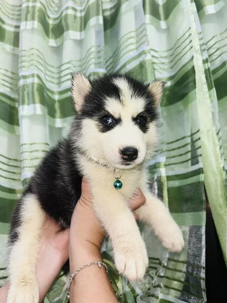Cuccioli Siberian Husky