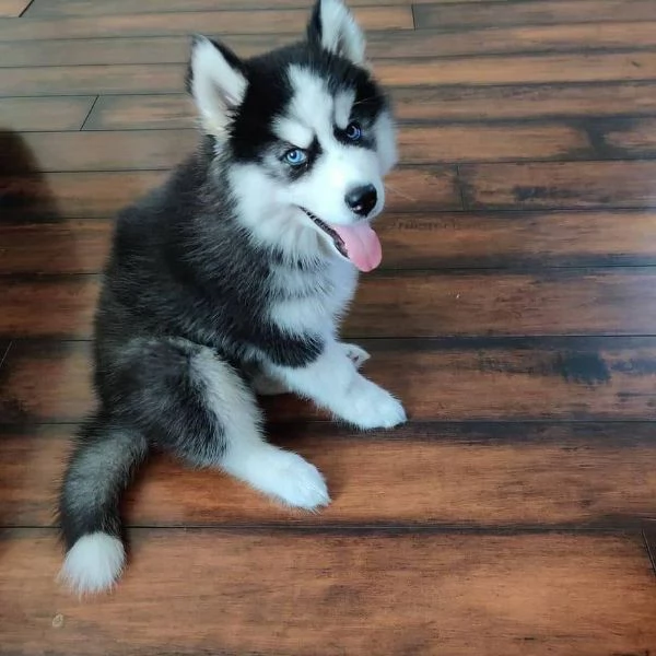 Cuccioli Siberian Husky | Foto 0