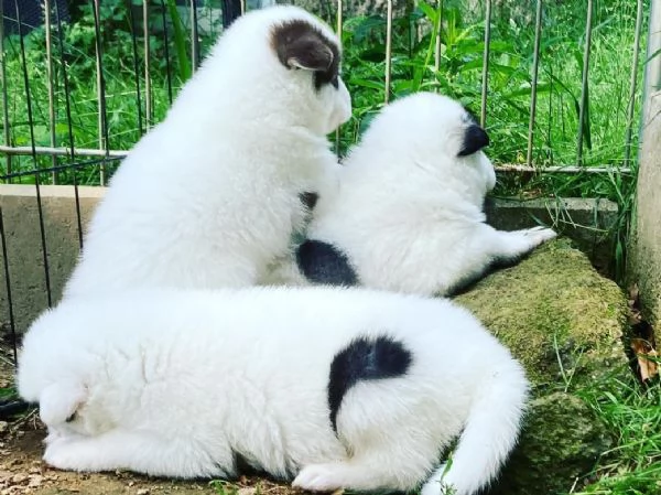 Cuccioli di cane eschimese canadese | Foto 0