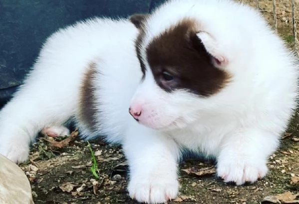 Cuccioli di cane eschimese canadese