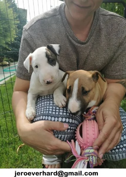Regalo bellissimi cuccioli di mini bull terrier di 3 mesi