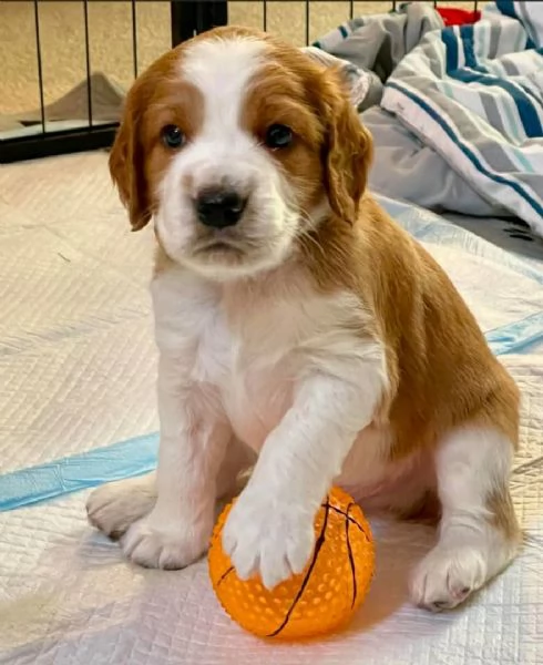 Cuccioli di Welsh Springer Spaniel