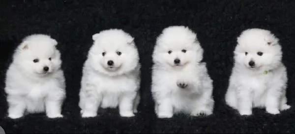 Cuccioli di Spitz giapponese | Foto 0