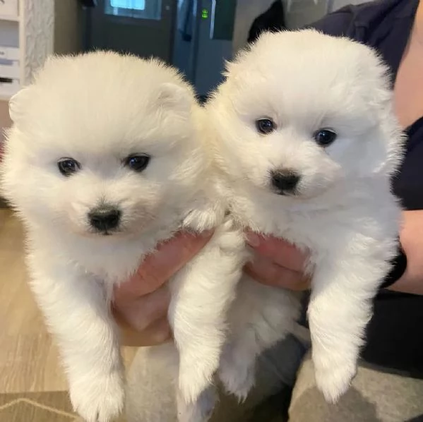 Cuccioli di Spitz giapponese