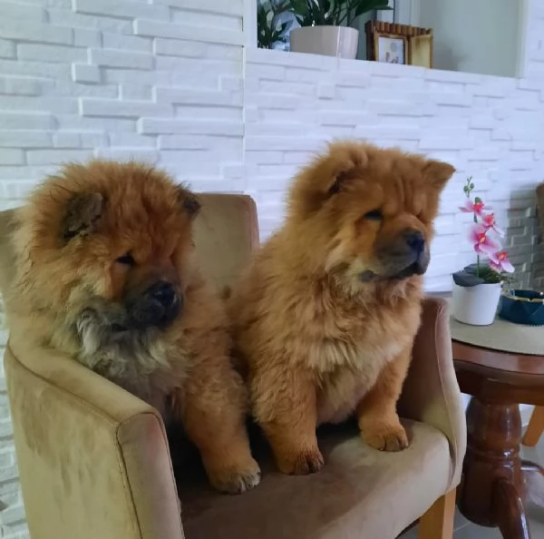 Chow Chow Cuccioli