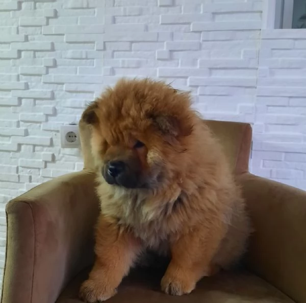Chow Chow Cuccioli | Foto 6