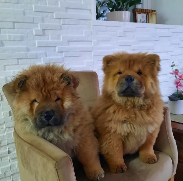 Chow Chow Cuccioli | Foto 5