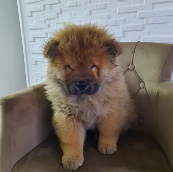 Chow Chow Cuccioli | Foto 4