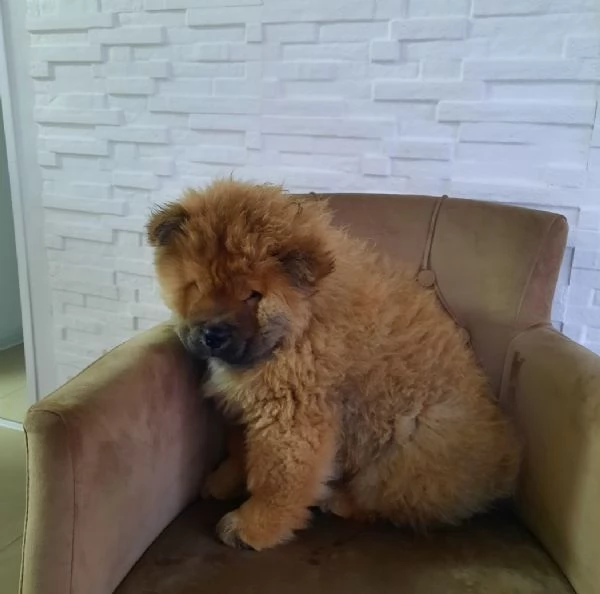 Chow Chow Cuccioli | Foto 3