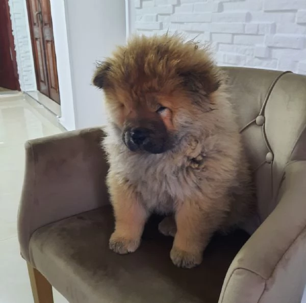Chow Chow Cuccioli | Foto 2