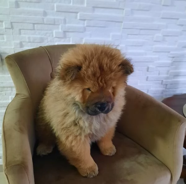 Chow Chow Cuccioli | Foto 1