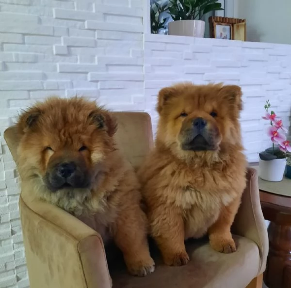 Chow Chow Cuccioli | Foto 0