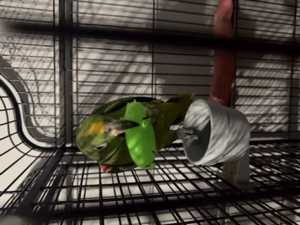 Amazzone fronte gialla  | Foto 2