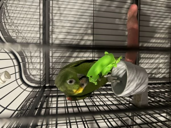 Amazzone fronte gialla  | Foto 1