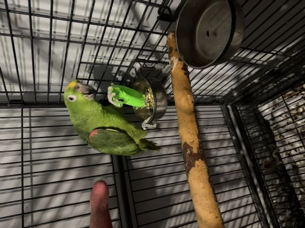 Amazzone fronte gialla  | Foto 0