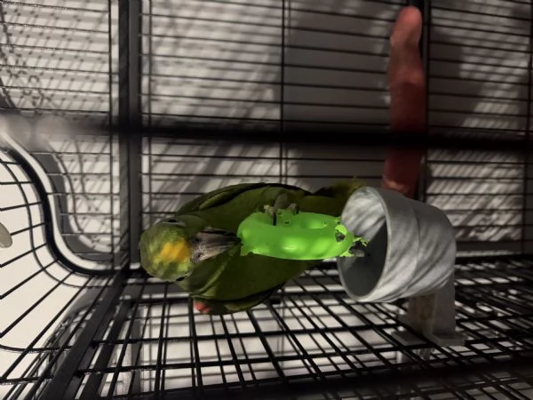 Amazzone fronte gialla 