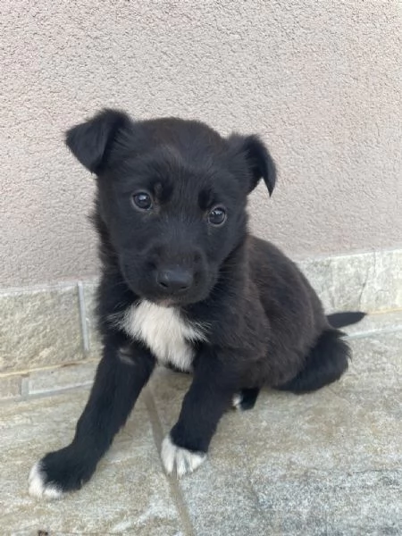 regalo cuccioli meticci | Foto 1