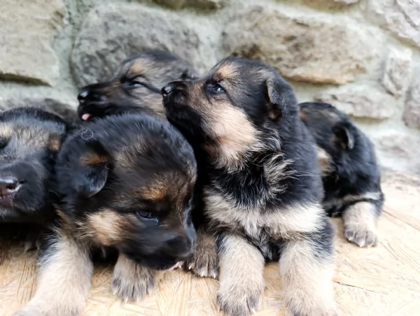 Cuccioli di pastore tedesco  | Foto 6