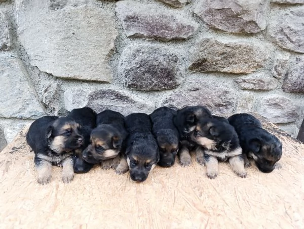 Cuccioli di pastore tedesco  | Foto 5