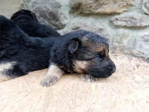 Cuccioli di pastore tedesco  | Foto 4