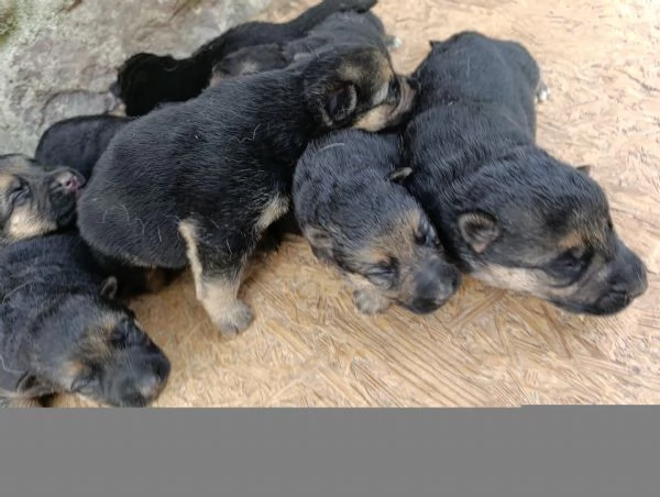 Cuccioli di pastore tedesco  | Foto 1