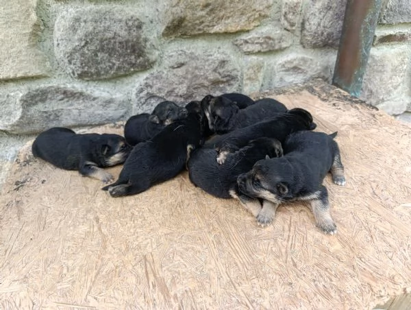 Cuccioli di pastore tedesco  | Foto 0