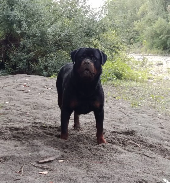 Cane da adottare  | Foto 4